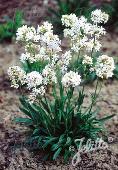 Lychnis viscaria Alba 'Snowbird'